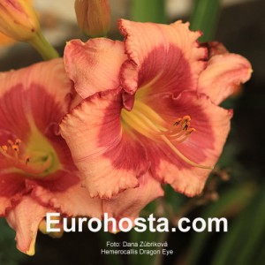 Hemerocallis Dragons Eye - Eurohosta