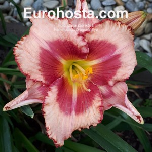 Hemerocallis Dragons Eye - Eurohosta