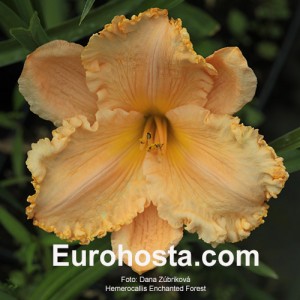 Hemerocallis Enchanted Forest - Eurohosta