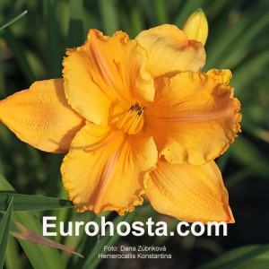 Hemerocallis Konstantina - Eurohosta