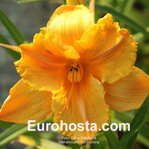 Hemerocallis Konstantina - Eurohosta