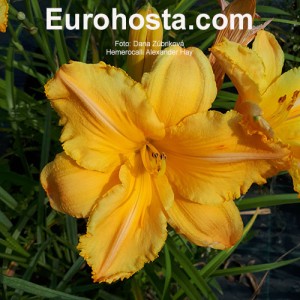 Hemerocallis Konstantina - Eurohosta