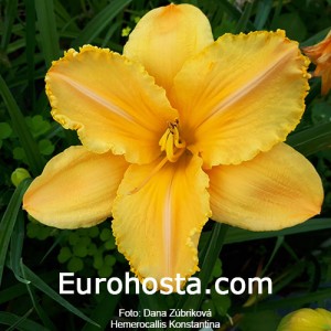 Hemerocallis Konstantina - Eurohosta