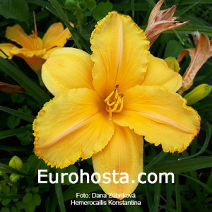 Hemerocallis Konstantina - Eurohosta