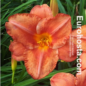 Hemerocallis South Seas