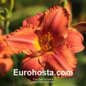 Hemerocallis South Seas - Eurohosta