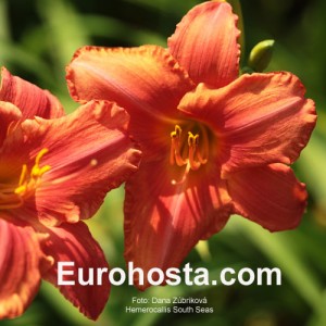 Hemerocallis South Seas - Eurohosta