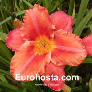 Hemerocallis South Seas - Eurohosta