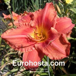 Hemerocallis South Seas - Eurohosta