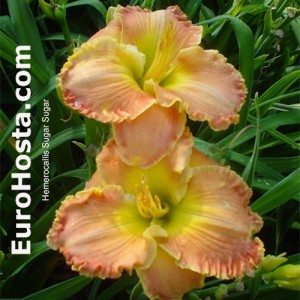 Hemerocallis Sugar Sugar