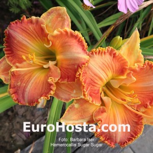 Hemerocallis Sugar Sugar