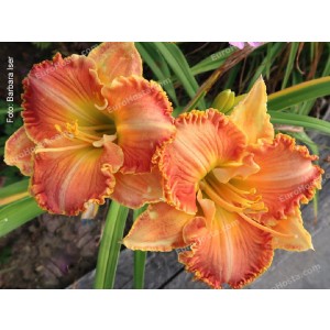 Hemerocallis Sugar Sugar