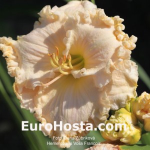 Hemerocallis Voila Francois - Eurohosta