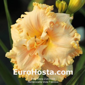 Hemerocallis Voila Francois - Eurohosta