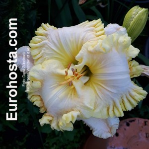 Hemerocallis Wonder of it All - Eurohosta