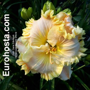 Hemerocallis Wonder of it All - Eurohosta