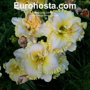 Hemerocallis Wonder of it All - Eurohosta