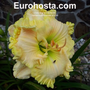 Hemerocallis Wonder of it All - Eurohosta