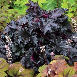 Heuchera Black Taffeta