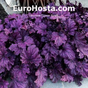 Heuchera Forever Purple