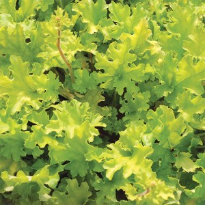 Heuchera Lime Marmalade