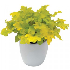 Heuchera Lime Marmalade