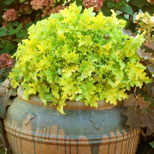 Heuchera Lime Marmalade