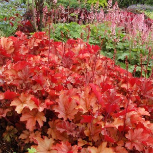 Heuchera Peach Flambe