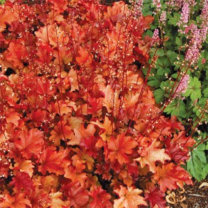 Heuchera Peach Flambe