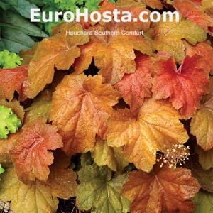 Heuchera Southern Comfort