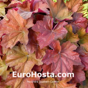 Heuchera Southern Comfort