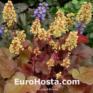 Heuchera Blondie