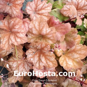 Heuchera Champagne