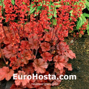 Heuchera Cherry Cola