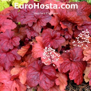 Heuchera Fire Alarm