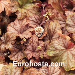 Heuchera Honey Rose