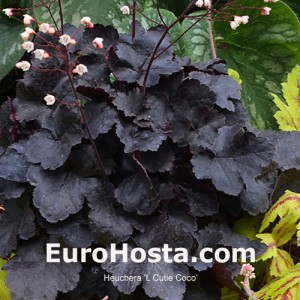 Heuchera 'L Cutie Coco'