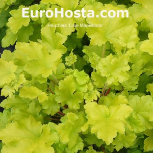 Heuchera Lime Marmalade