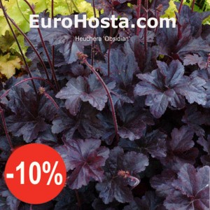 Heuchera Obsidian