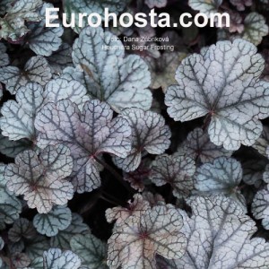 Heuchera Sugar Frosting