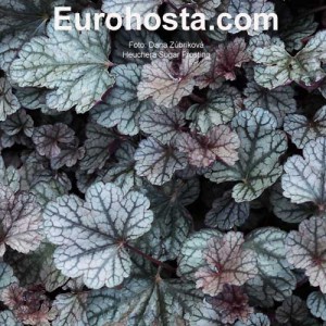 Heuchera Sugar Frosting