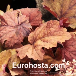 Heuchera Sweet Tea