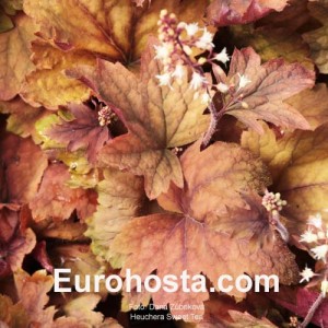 Heuchera Sweet Tea