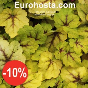 Heucherella Stoplight