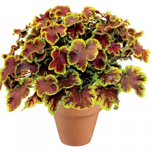 Heucherella Solar Eclipse