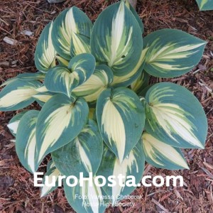 Hosta High Society - Eurohosta