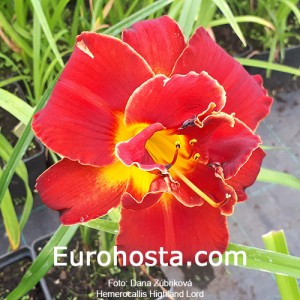 Hemerocallis Highland Lord - Eurohosta