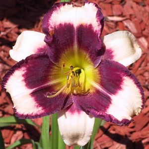 Hemerocallis King of Masks