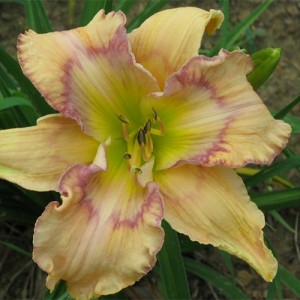 Hemerocallis Mystic Image