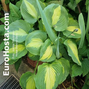 Hosta Beyond Glory